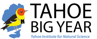 Tahoe Big Year